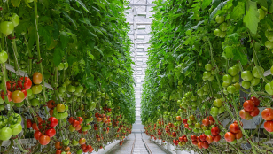 Glastuinbouw rijpende tomaten
